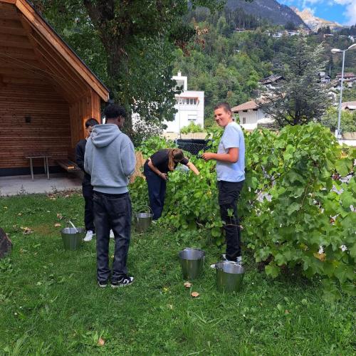 Rebstöcke
