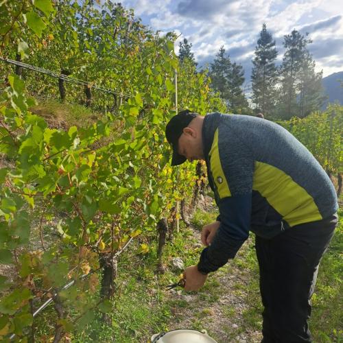 Weingut Zoller