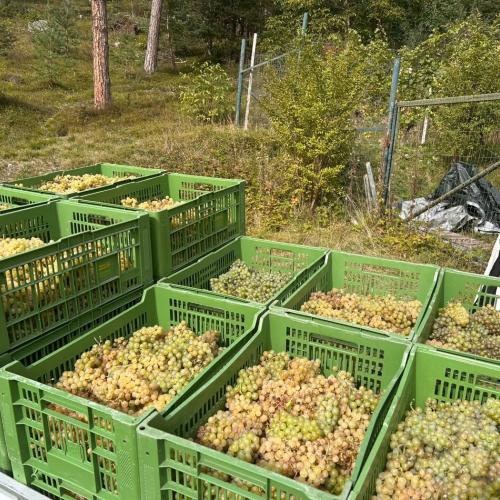 Weingut Zoller