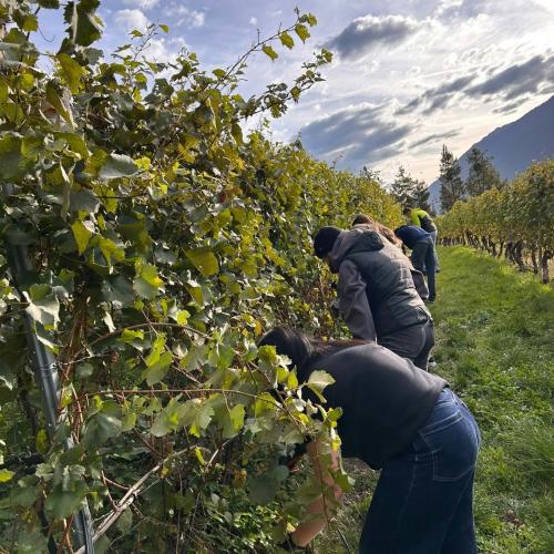 Weingut Zoller