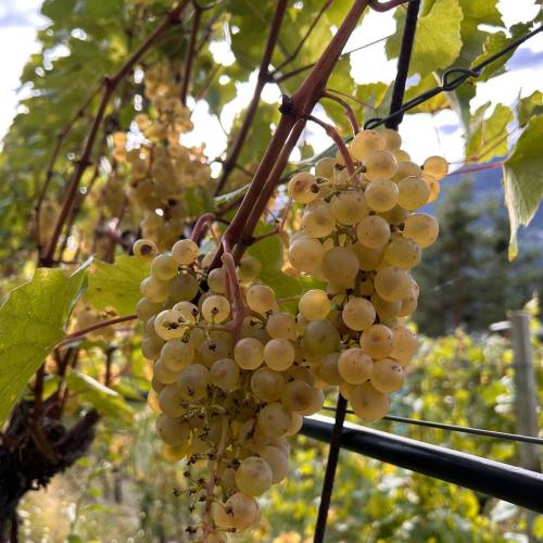 Weingut Zoller
