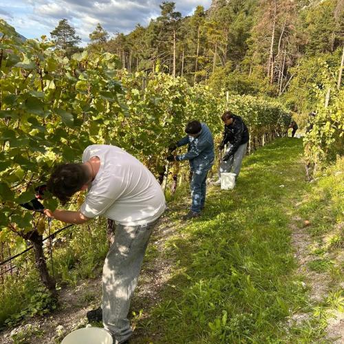 Weingut Zoller