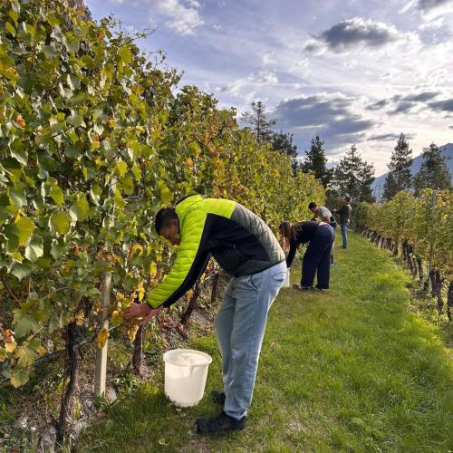 Weingut Zoller