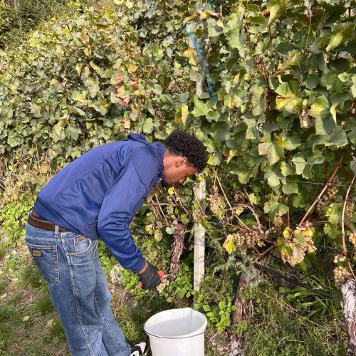 Weingut Zoller
